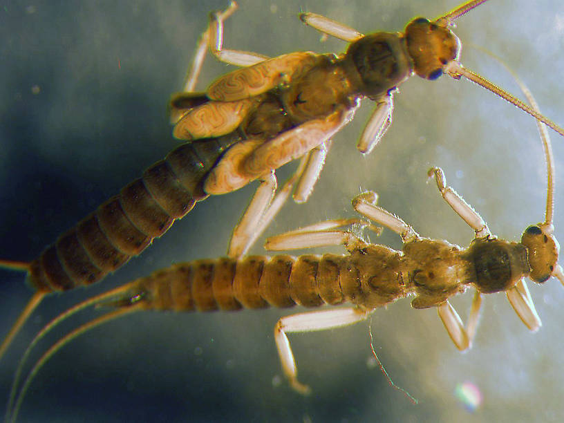 Utacapnia distincta (Little Snowfly) Stonefly Nymph from Teepee Creek in Montana