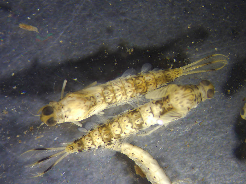 Metretopus (Pseudo-Gray Drakes) Mayfly Nymph from the Mulchatna River in Alaska