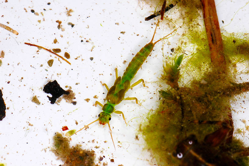 Alloperla (Sallflies) Stonefly Nymph from the Vermillion River in Montana