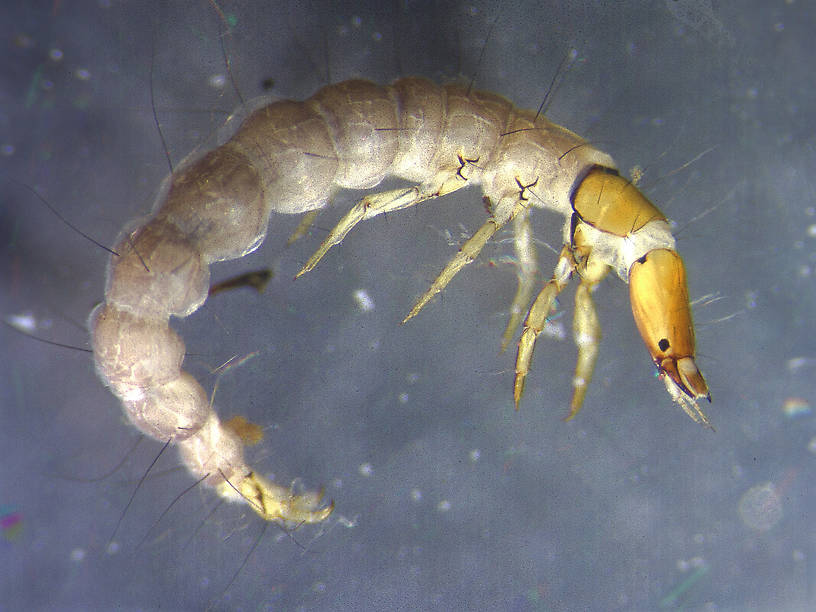 Rhyacophila (Green Sedges) Caddisfly Larva from Yellow Bay Creek  in Montana