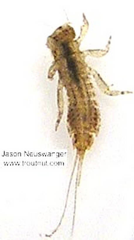 Eurylophella (Chocolate Duns) Mayfly Nymph from unknown in Wisconsin