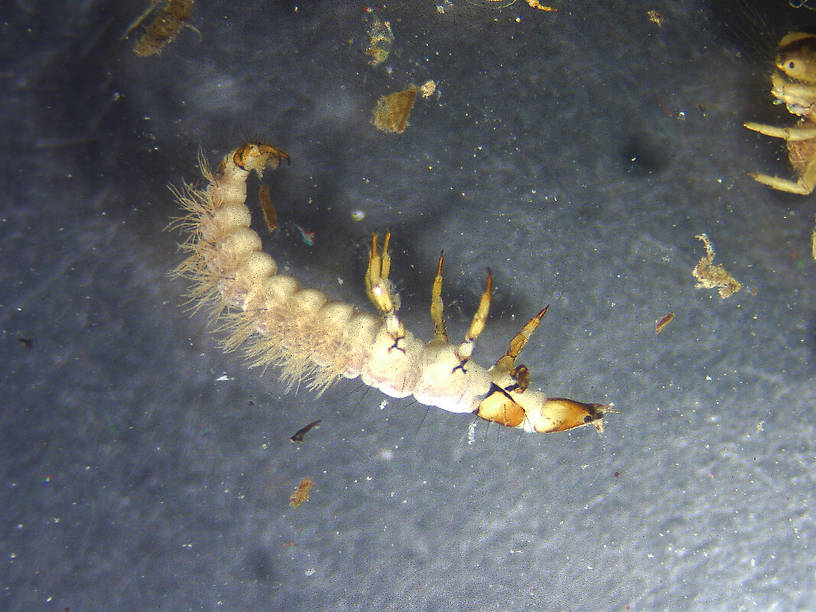 Rhyacophila (Green Sedges) Caddisfly Larva from Yellow Bay Creek  in Montana