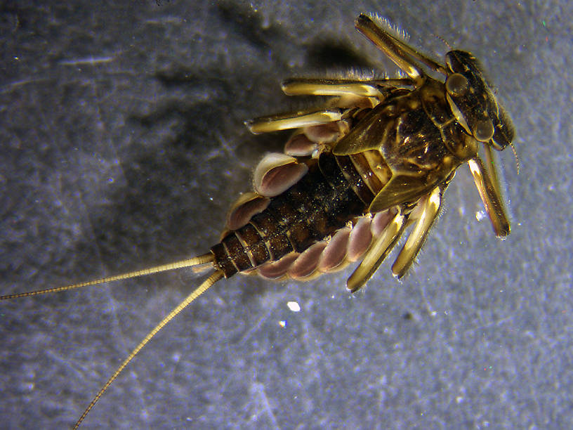 Epeorus grandis Mayfly Nymph from Yellow Bay Creek in Montana