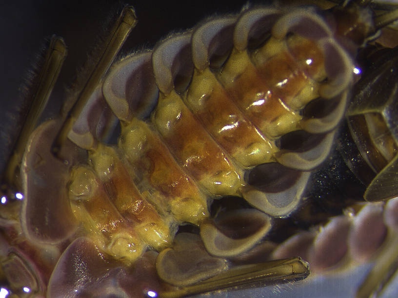 Epeorus grandis Mayfly Nymph from Yellow Bay Creek in Montana