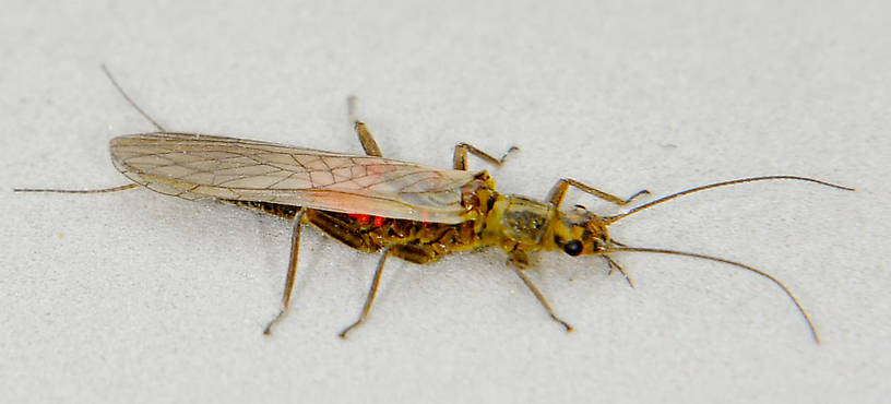 Isoperla fulva (Yellow Sally) Stonefly Adult from the Touchet River in Washington