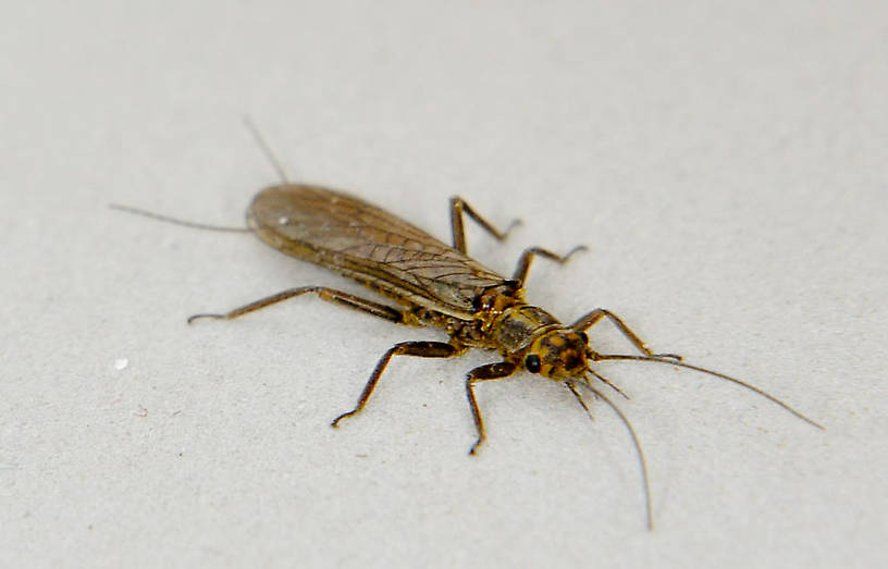 Isoperla fulva (Yellow Sally) Stonefly Adult from the Touchet River in Washington