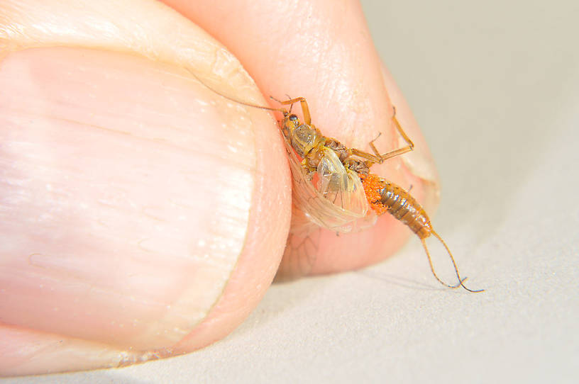 Isoperla fulva (Yellow Sally) Stonefly Adult from the Touchet River in Washington