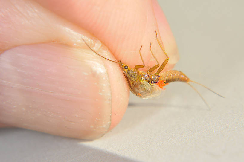 Isoperla fulva (Yellow Sally) Stonefly Adult from the Touchet River in Washington