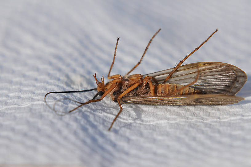 Dicosmoecus gilvipes (October Caddis) Caddisfly Nymph from the Touchet River in Washington