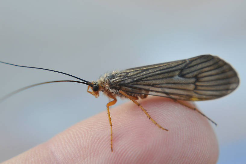 Dicosmoecus gilvipes (October Caddis) Caddisfly Nymph from the Touchet River in Washington