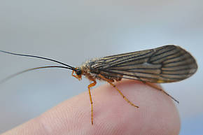 Dicosmoecus gilvipes (October Caddis) Caddisfly Nymph