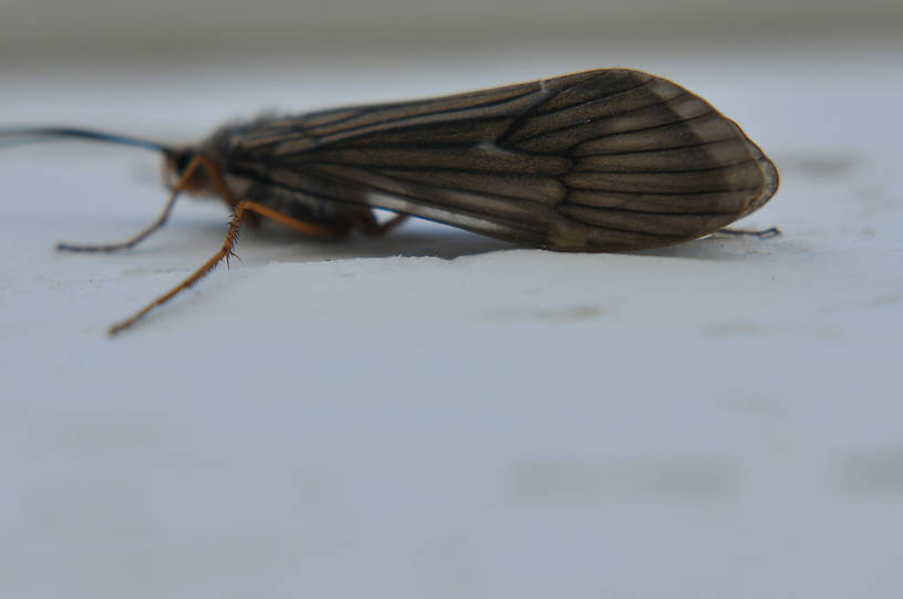 Dicosmoecus gilvipes (October Caddis) Caddisfly Nymph from the Touchet River in Washington