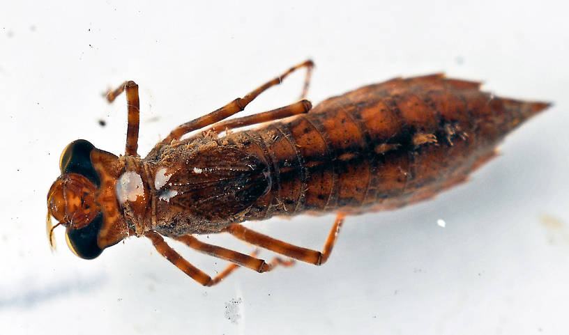 Aeshnidae Dragonfly Nymph from Georgetown Lake in Montana