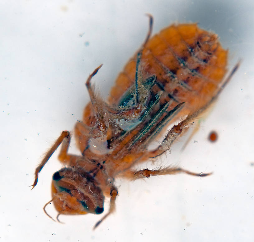 Libellulidae Dragonfly Nymph from Georgetown Lake in Montana