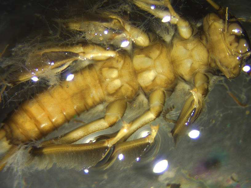 Claassenia sabulosa (Golden Stone) Stonefly Nymph from the Flathead River-upper in Montana