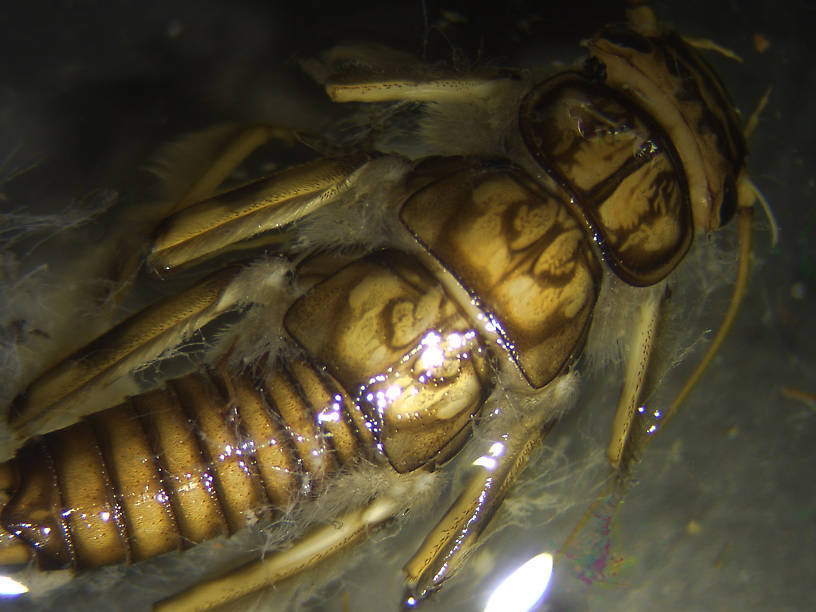 Claassenia sabulosa (Golden Stone) Stonefly Nymph from the Flathead River-upper in Montana