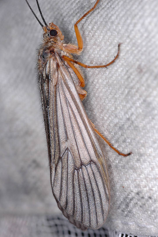 Dicosmoecus gilvipes (October Caddis) Caddisfly Adult from the Touchet River in Washington