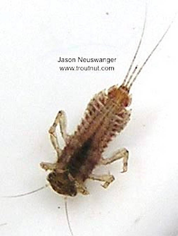 Eurylophella (Chocolate Duns) Mayfly Nymph from unknown in Wisconsin