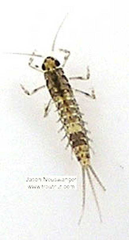 Baetidae (Blue-Winged Olives) Mayfly Nymph from unknown in Wisconsin