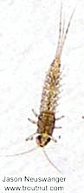 Baetidae (Blue-Winged Olives) Mayfly Nymph from the Namekagon River in Wisconsin