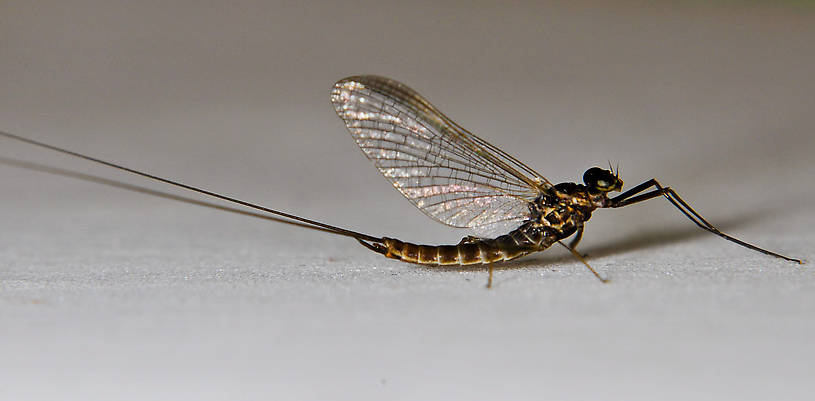 Male Rhithrogena morrisoni (Western March Brown) Mayfly Adult from the Touchet River in Washington