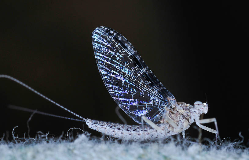 Callibaetis ferrugineus (Speckled Spinner) Mayfly Adult from the Flathead River-lower in Montana