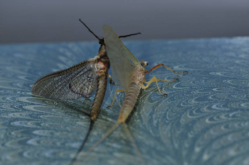 Hexagenia limbata (Hex) Mayfly Dun from Flathead Lake in Montana