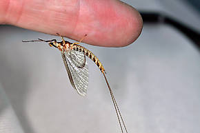 Male Hexagenia limbata (Hex) Mayfly Spinner