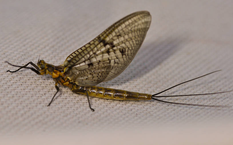 Male Ephemera simulans (Brown Drake) Mayfly Dun from Flathead Lake in Montana