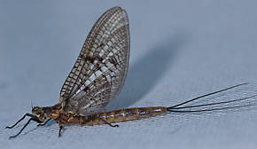 Male Ephemera simulans (Brown Drake) Mayfly Dun