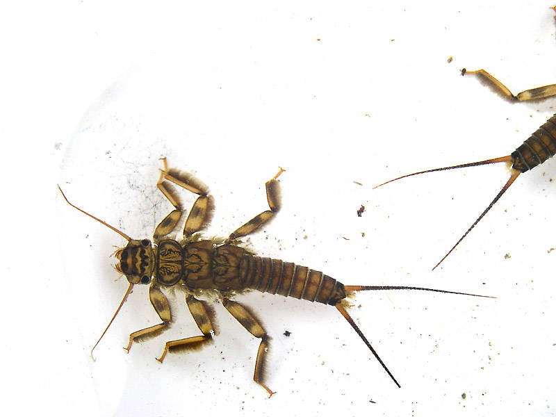 Claassenia sabulosa (Golden Stone) Stonefly Nymph from the Flathead River-lower in Montana