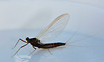 Female Paraleptophlebia (Blue Quills and Mahogany Duns) Mayfly Spinner