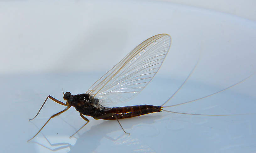 Female Paraleptophlebia (Blue Quills and Mahogany Duns) Mayfly Spinner from the Touchet River in Washington