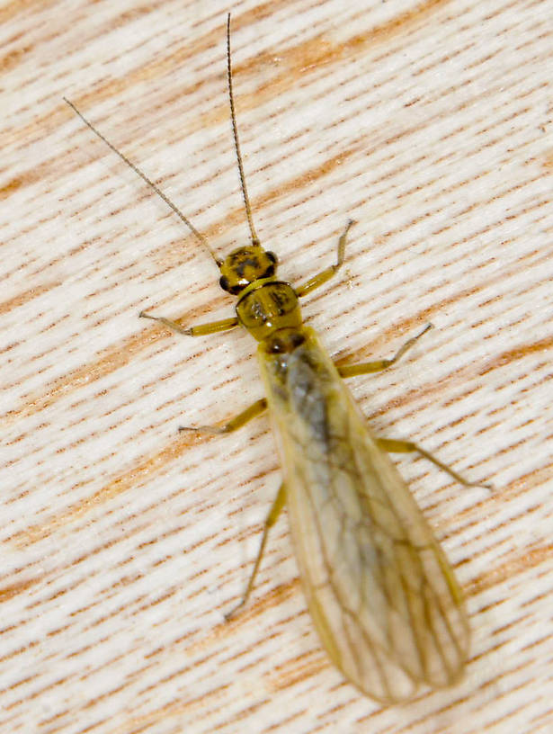 Sweltsa borealis (Sallfly) Stonefly Adult from the Touchet River in Washington