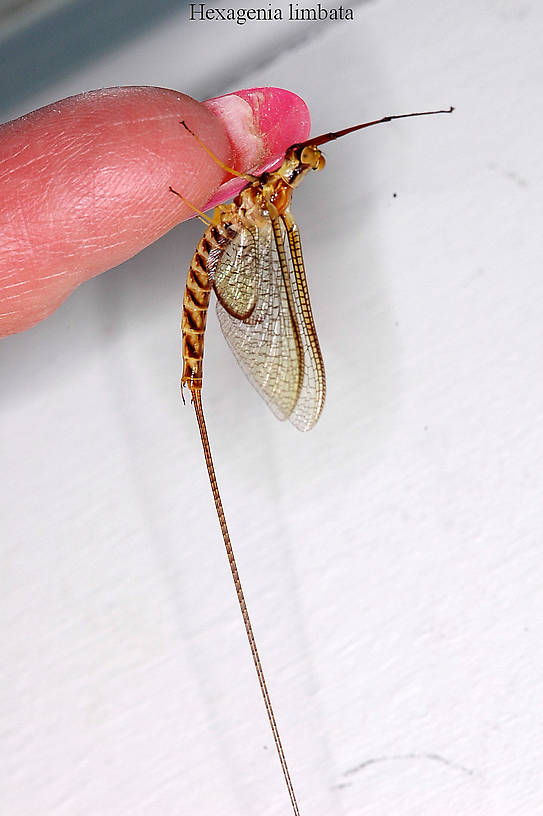 Male Hexagenia limbata (Hex) Mayfly Spinner from Whitefish Lake in Montana