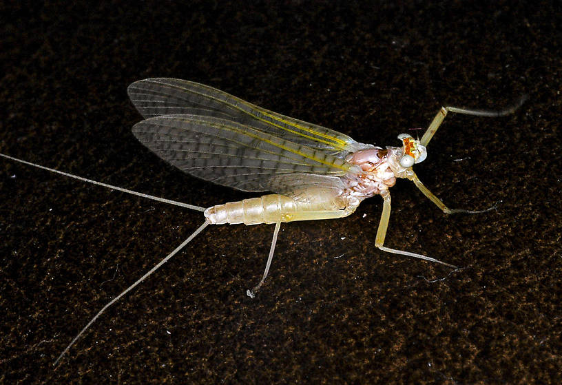 Female Maccaffertium terminatum Mayfly Dun from the Flathead River-Lower in Montana