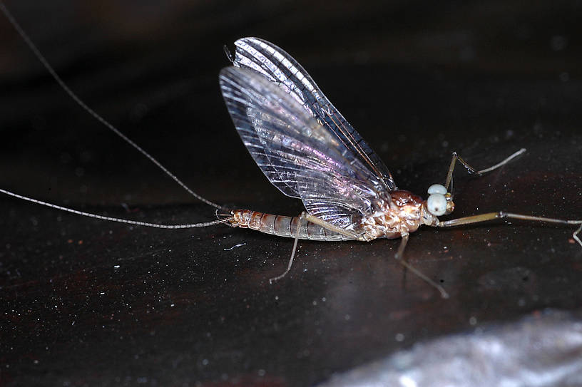 Male Heptagenia solitaria (Ginger Quill) Mayfly Spinner from the Flathead River-Lower in Montana