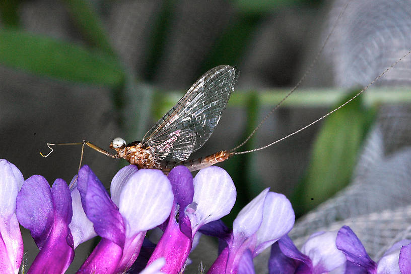 Male Heptagenia solitaria (Ginger Quill) Mayfly Spinner from the Flathead River-Lower in Montana