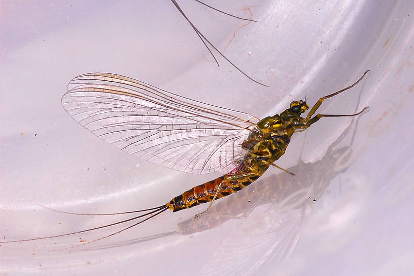 Male Caudatella hystrix Mayfly Spinner from Revais Creek in Montana