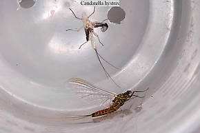 Male Caudatella hystrix  Mayfly Spinner