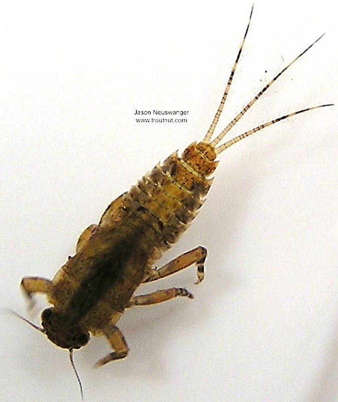 Ephemerella subvaria (Hendrickson) Mayfly Nymph from unknown in Wisconsin