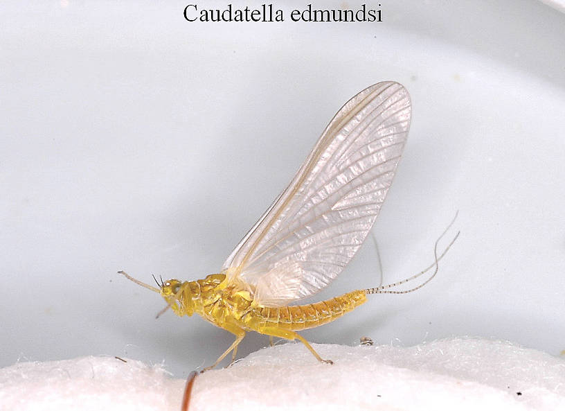 Female Caudatella edmundsi Mayfly Dun from the Vermillion River in Montana