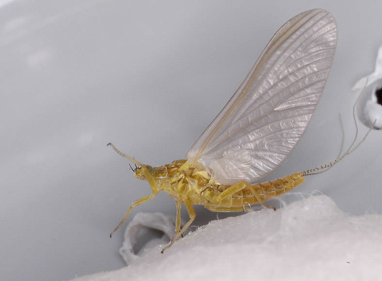 Female Caudatella edmundsi Mayfly Dun from the Vermillion River in Montana