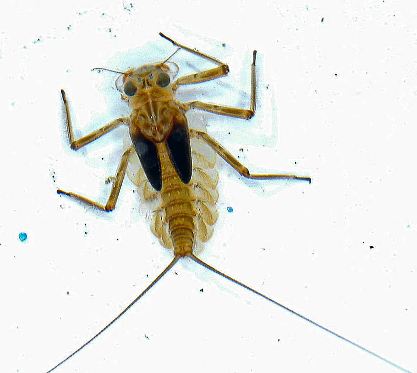 Epeorus longimanus (Slate Brown Dun) Mayfly Nymph from the Vermillion River in Montana