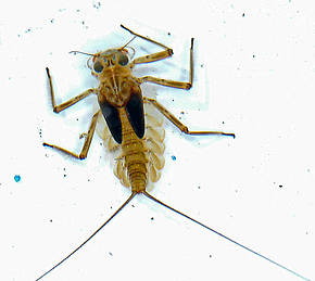 Epeorus longimanus (Slate Brown Dun) Mayfly Nymph