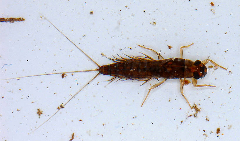 Neoleptophlebia Mayfly Nymph from the Vermillion River in Montana