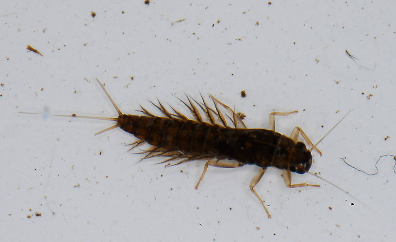 Neoleptophlebia Mayfly Nymph from the Vermillion River in Montana