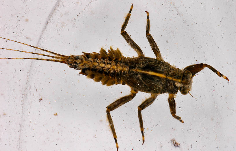 Drunella grandis (Western Green Drake) Mayfly Nymph from the Vermillion River in Montana