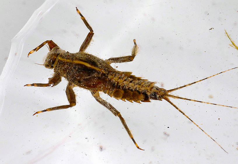 Drunella grandis (Western Green Drake) Mayfly Nymph from the Vermillion River in Montana