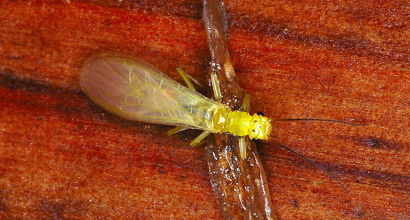 Sweltsa (Sallflies) Stonefly Adult from the Vermillion River in Montana